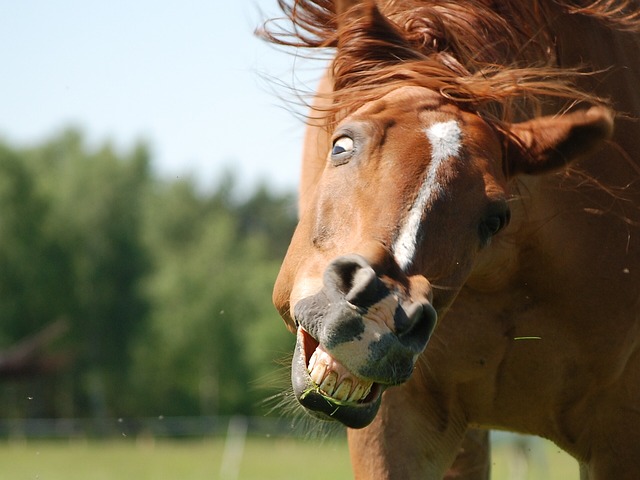 5-foto-di-animali-esilaranti