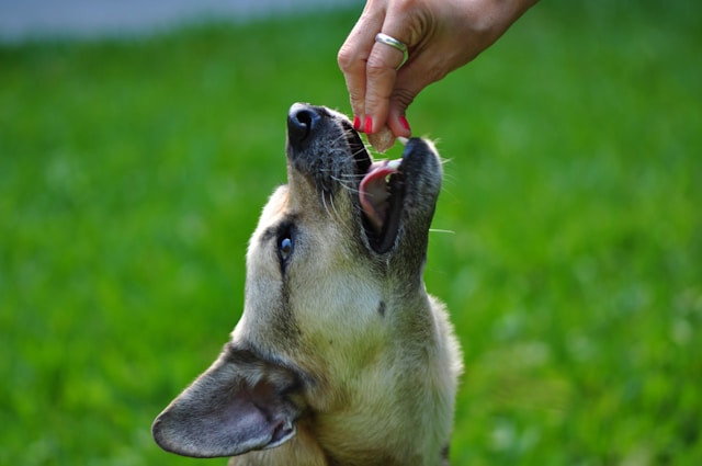 5-alimenti-che-fanno-male-al-tuo-cane