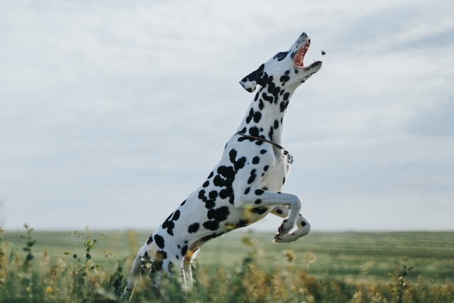 10-razze-di-cani-da-non-scegliere-se-hai-bambini