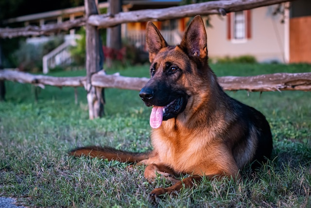 i-10-nomi-per-cani-pi-belli