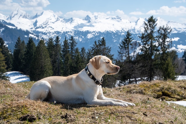 i-10-nomi-per-cani-pi-belli