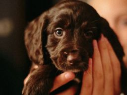 5-cose-che-non-sai-sui-cani